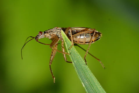 insetti, insetto, hemiptera, animale, temi animali, invertebrato, fauna selvatica, animali allo stato selvatico, un animale, avvicinamento, colore verde, pianta, nessuno, natura, giorno, ala animale, parte vegetale, zoologia, foglia, artropodo, all'aperto, concentrarsi sulle conoscenze acquisite, occhio animale, 1080P, CC0, dominio pubblico, privo di copyright