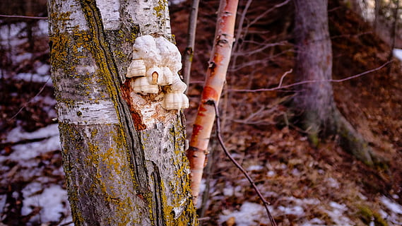 Baum, Borke, Stumpf, Kofferraum, Baumstamm, Fokus auf den Vordergrund, Land, Pflanze, keine Leute, Natur, Wald, Tag, Kunst und Handwerk, draußen, Wachstum, menschliche Darstellung, Kreativität, Darstellung, Skulptur, Ruhe, Holz - Material, Nahansicht, 4K, CC0, gemeinfrei, lizenzfrei