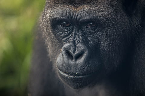 mono negro, animal, mamífero, mono, fauna silvestre, gorila, orangutan, zoo, pájaro, agelaius, mirlo, pantera, jaguar, leopardo, perezoso, perezoso de tres dedos, leopardo de nieve, bisonte, montaña, al aire libre, primate, un animal, fauna animal, animales en la naturaleza, de cerca, retrato, parte del cuerpo del animal, vertebrado, nadie, día, mirando a la cámara, centrarse en primer plano, ojo de animal, nariz de animal, 5K, CC0, dominio público, libre de derechos