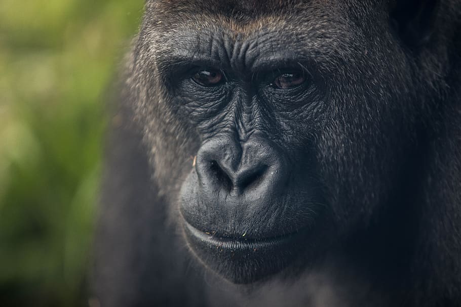 scimmia nera, animale, mammifero, scimmia, natura, gorilla, orangutan, zoo, uccello, Agelaius, merlo, pantera, giaguaro, leopardo, bradipo, Bradipo tridattilo, leopardo delle nevi, bisonte, montagna, all'aperto, primate, un animale, fauna selvatica, animali allo stato selvatico, avvicinamento, ritratto, parte del corpo animale, vertebrato, nessuno, giorno, guardando la fotocamera, concentrarsi sulle conoscenze acquisite, occhio animale, naso animale, 5K