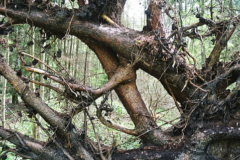 wortel, vernietigd, ontworteld, schade, boom, boomwortel, vernietigde, gedraaid, gebroken, storm, storm schade, fabriek, tak, boomstam, romp, land-, natuur, kalmte, dag, Bos, geen mensen, groei, hout, buitenshuis, schoonheid in de natuur, dode plant, kale boom, vallend, milieu, bos-, schors, 4K, CC0, publiek domein, royaltyvrij