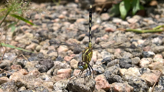 natura, libellula, foresta, insetto, un animale, temi animali, animali allo stato selvatico, fauna selvatica, animale, invertebrato, solido, ala animale, roccia, giorno, roccia - oggetto, concentrarsi sulle conoscenze acquisite, avvicinamento, nessuno, luce del sole, all'aperto, campo, 4K, CC0, dominio pubblico, privo di copyright