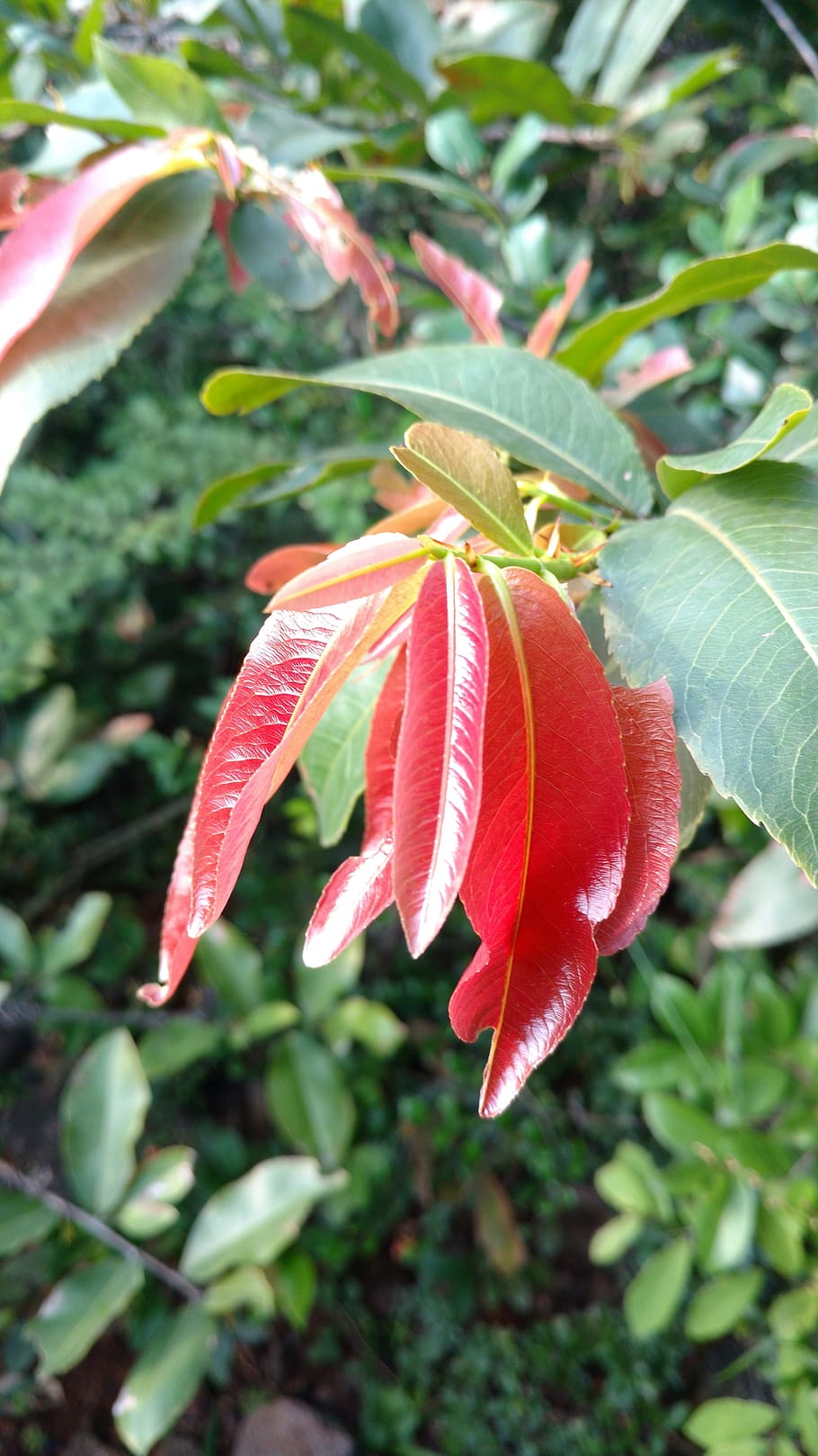 roșu, leafs, plante, creştere, plantă, frumusețe în natură, a închide, prospeţime, parte a plantelor, frunze, vulnerabilitate, fragilitate, zi, nici o persoana, planta cu flori, natură, floare, să se concentreze asupra primelor elemente, petală, Culoarea verde, cap de floare, în aer liber, 5K