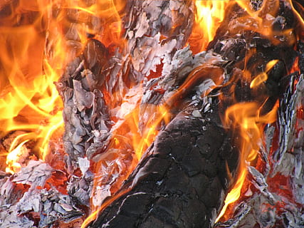falò, fuoco, foresta, ardente, fuoco - fenomeno naturale, fiamma, calore - temperatura, colore arancione, natura, nessuno, movimento, raggiante, avvicinamento, legno - materiale, ceppo, comunicazione, bruciato, all'aperto, legna da ardere, campeggio, legna, fuoco di bivacco, inferno, 1080P, CC0, dominio pubblico, privo di copyright
