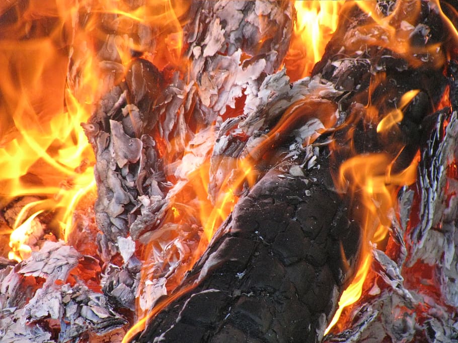 falò, fuoco, foresta, ardente, fuoco - fenomeno naturale, fiamma, calore - temperatura, colore arancione, natura, nessuno, movimento, raggiante, avvicinamento, legno - materiale, ceppo, comunicazione, bruciato, all'aperto, legna da ardere, campeggio, legna, fuoco di bivacco, inferno, 1080P