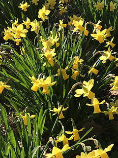 floare, zarnacadea, Paști, plantă, planta cu flori, galben, frumusețe în natură, vulnerabilitate, fragilitate, prospeţime, petală, creştere, cap de floare, inflorescenţă, a închide, natură, zi, nici o persoana, parte a plantelor, frunze, botanică, camp, în aer liber, primăvară, pat de flori, Gazania, 4K, CC0, domeniu public, fără drepturi de autor