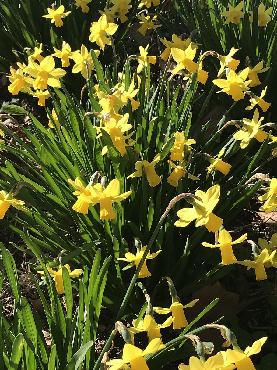 floare, zarnacadea, Paști, plantă, planta cu flori, galben, frumusețe în natură, vulnerabilitate, fragilitate, prospeţime, petală, creştere, cap de floare, inflorescenţă, a închide, natură, zi, nici o persoana, parte a plantelor, frunze, botanică, camp, în aer liber, primăvară, pat de flori, Gazania, 4K