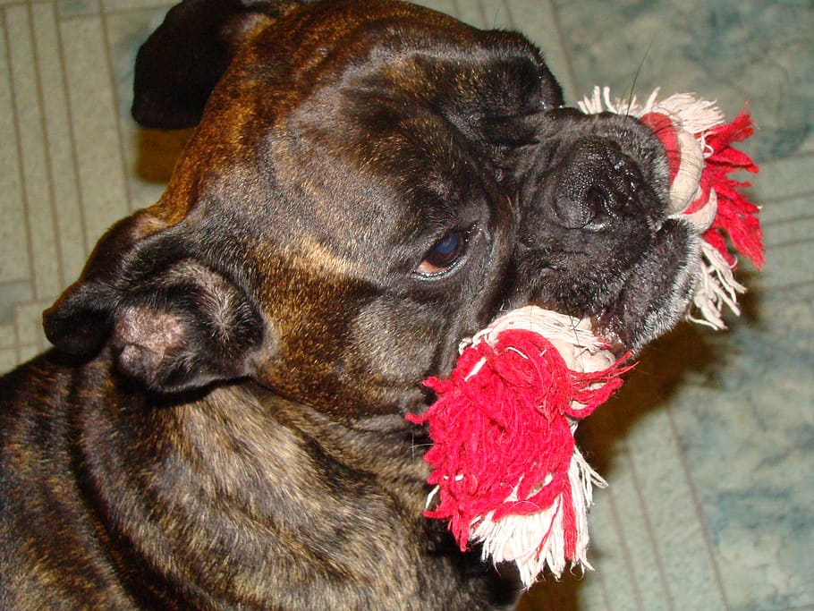 pugile, tigrato, giocattolo, formazione, un animale, domestico, animali domestici, animale, canino, mammifero, cane, temi animali, vertebrato, avvicinamento, parte del corpo animale, nessuno, testa di animale, analizzare, cercare, guardare, in casa, guardando lontano, concentrarsi sulle conoscenze acquisite, giorno, rilassamento, bocca animale, 2K