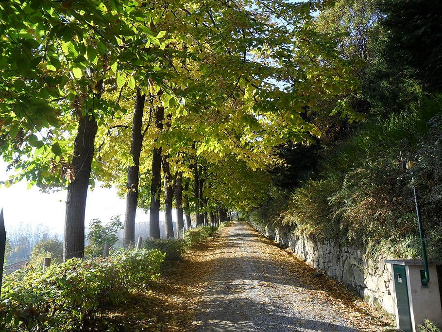 carretera, ascens, arbres, viale, arbre, planta, direcció, el camí a seguir, creixement, tranquil·litat, naturalesa, perspectiva decreixent, bellesa a la natura, dia, bosc, cap gent, sendera, escena tranquil·la, color verd, transport, terra, escenics - natura, a l'aire lliure, treelined, llarg, 2K