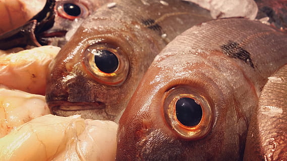 poisson, animal, Nourriture et boisson, vertébré, Fruit de mer, aliments, fraîcheur, fermer, vente au détail, à vendre, alimentation saine, nourriture crue, bien-être, thèmes animaux, personne, marché, partie du corps de l'animal, œil, un animal, marché aux poissons, oeil d'animal, tête d'animal, Marin, 4K, CC0, domaine public, libre de droits
