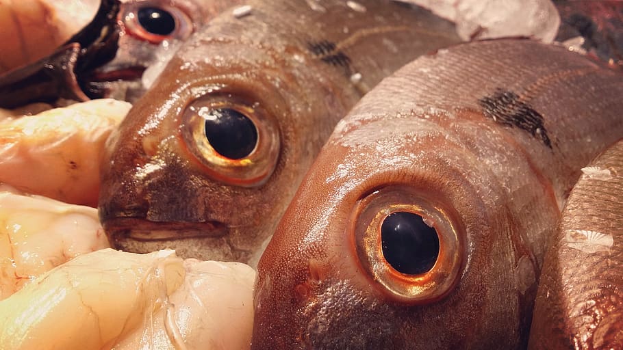 pesce, animale, cibo e bevande, vertebrato, frutti di mare, cibo, freschezza, avvicinamento, Al dettaglio, in vendita, mangiare sano, cibo crudo, benessere, temi animali, nessuno, mercato, parte del corpo animale, occhio, un animale, mercato del pesce, occhio animale, testa di animale, marino, 4K