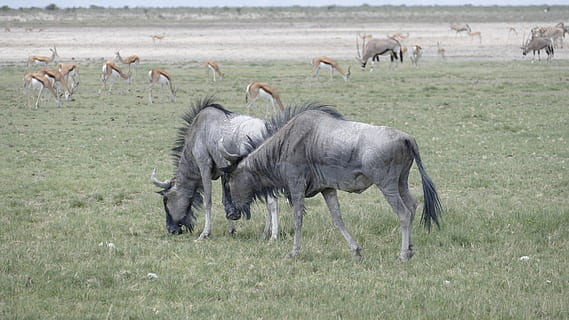 namibia, animals, ñus, temes d'animals, fauna animal, animal, grup d’animals, animals a la natura, herba, mamífer, gran grup d’animals, planta, vertebrats, cap gent, safari, ocell, plana, naturalesa, medi ambient, animals domèstics, terra, ramat, antílop, herbívors, 4K, CC0, domini públic, lliure de regalies