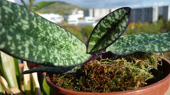 Blattmusterung, Orchideenblatt, Ornament, wunderschönen, Blattmuster, Stecker, paphiopedilum, delenati, Balkon-Aufnahme, grüne Farbe, Wachstum, Pflanze, Blatt, Nahansicht, keine Leute, Pflanzenteil, Natur, Tag, Fokus auf den Vordergrund, Topfpflanze, Essen und Trinken, Lebensmittel, draußen, Schönheit in der Natur, Frische, Gemüse, Botanik, Sukkulente, Container, Zimmerpflanze, 1080P, CC0, gemeinfrei, lizenzfrei