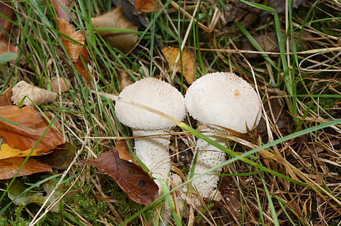 toadstools, herba, senyal, bolets, fong, vegetals, menjar, planta, toadstool, terra, creixement, naturalesa, camp, cap gent, primer pla, bolets comestibles, dia, full, bellesa a la natura, part de la planta, vista d’angle alt, menjar i beguda, a l'aire lliure, salvatge, 4K, CC0, domini públic, lliure de regalies