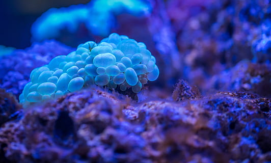 coral, polyp, underwater, animal wildlife, sea, undersea, animal themes, animals in the wild, sea life, animal, invertebrate, marine, water, nature, one animal, blue, beauty in nature, no people, reef, zoology, poisonous, small, 5K, CC0, public domain, royalty free