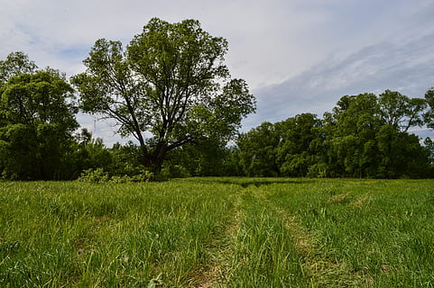 Feld, Wiese, Natur, Sommer-, Wolken, Felder, Russland, Gras, Landschaft, ländliche Landschaft, Landwirtschaft, Distelfeld, Baum, Getreide, Urlaub, Himmel, Panorama, Bäume, Pflanze, Wachstum, grüne Farbe, Land, Schönheit in der Natur, Ruhe, ruhige Szene, Szenen - Natur, Umgebung, Tag, keine Leute, wolke - himmel, ländliche Szene, Nicht-städtische Szene, draußen, 5K, CC0, gemeinfrei, lizenzfrei