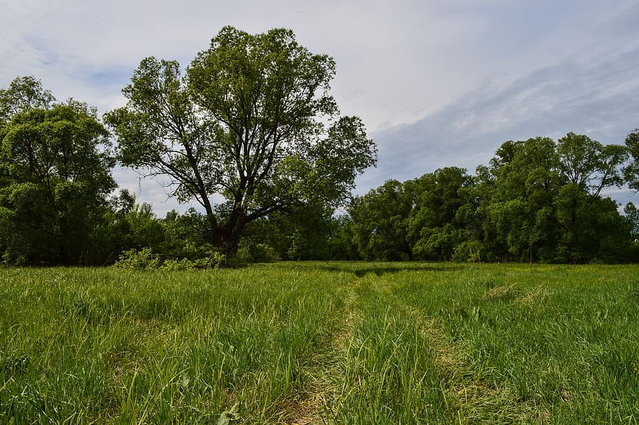 Feld, Wiese, Natur, Sommer-, Wolken, Felder, Russland, Gras, Landschaft, ländliche Landschaft, Landwirtschaft, Distelfeld, Baum, Getreide, Urlaub, Himmel, Panorama, Bäume, Pflanze, Wachstum, grüne Farbe, Land, Schönheit in der Natur, Ruhe, ruhige Szene, Szenen - Natur, Umgebung, Tag, keine Leute, wolke - himmel, ländliche Szene, Nicht-städtische Szene, draußen, 5K