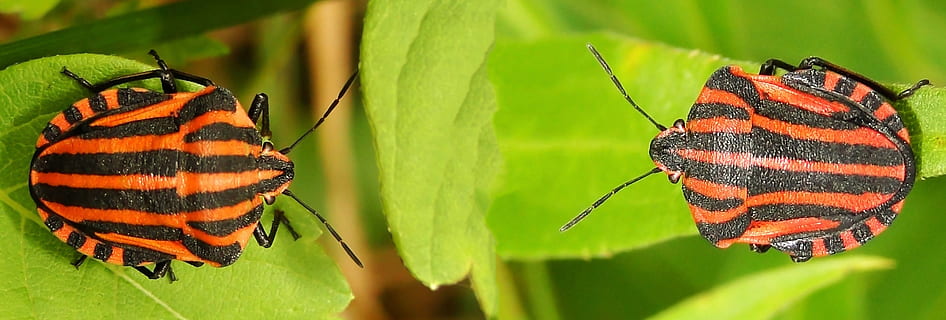gandaci, insectă, natură, a închide, crawl, macro, frunze, fotografii de insecte, foc bug, nevertebrat, animale în sălbăticie, animal, animale sălbatice, animale tematice, plantă, frumusețe în natură, Culoarea verde, să se concentreze asupra primelor elemente, fluture - insectă, parte a plantelor, un animal, zi, nici o persoana, animal aripă, în aer liber, 2K, CC0, domeniu public, fără drepturi de autor