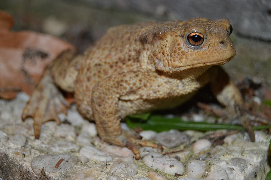 Frosch, Augen, Tiere, Tier, Tierthemen, ein Tier, Tierwelt, Tiere in freier Wildbahn, Wirbeltier, Reptil, Nahansicht, keine Leute, Natur, selektiver Fokus, Tag, Eidechse, Amphibie, Wegschauen, suchen, draußen, Tierkörperteil, Rock - Objekt, Fokus auf den Vordergrund, Tierkopf, Tierwaage, Tierauge, 5K