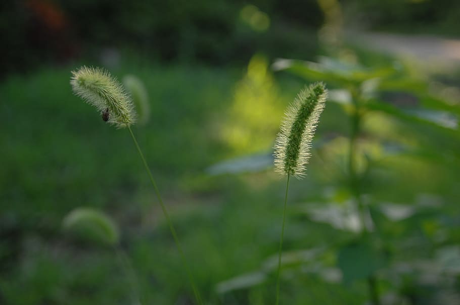 foxtail, Sluneční svit, podsvícení, rostlina, růst, krása v přírodě, zelená barva, Příroda, detail, květ, zaměřit se na popředí, den, nikdo, klid, zranitelnost, kvetoucí rostlina, přistát, stonek rostliny, křehkost, pole, venku, svěžest, selektivní zaměření, měkkost, semena pampelišky, 2K