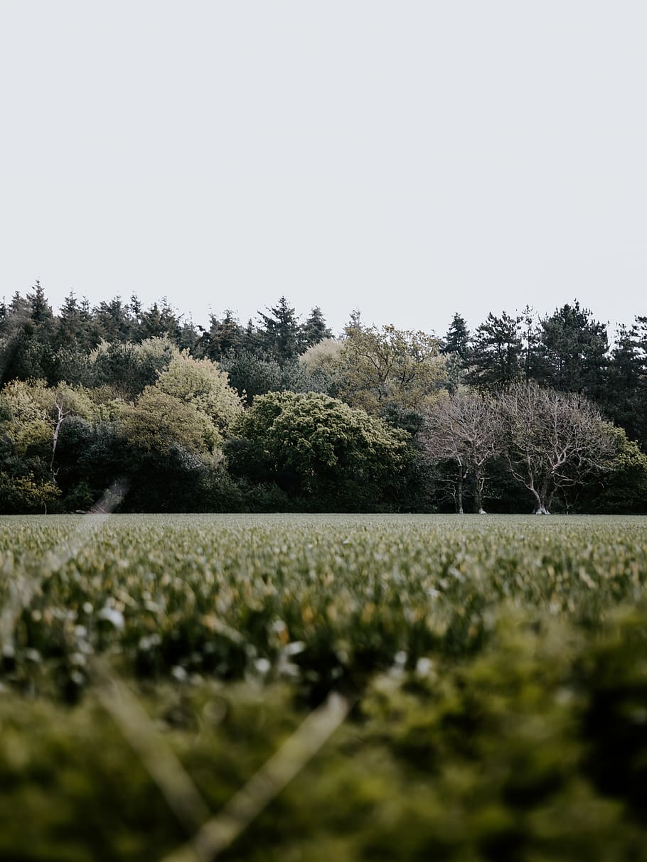 grønne blade, hvid, skyer, græs, plante, Mark, udendørs, natur, græsarealer, gran, træ, abies, jord, bordplade, møbel, landskabet, landdistrikterne, græsplæne, tårn, arkitektur, Spir, himmel, skønhed i naturen, vækst, ro, rolig scene, skyfri himmel, scenics - natur, landskab, dag, ingen mennesker, kopiere plads, miljø, grøn farve, ikke-urbane scene, landlige scene, 8K