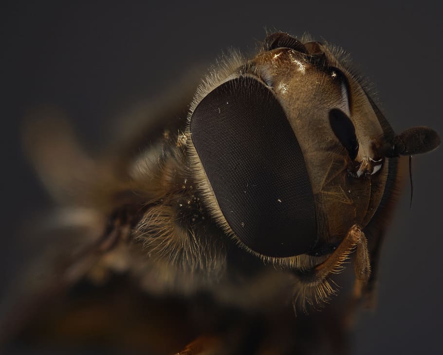 volar volar, compost, volar, primer pla, insecte, macro, volar els ulls, fotografia macro, foto d’insectes, ulls compostos, Whopper, macro d'insectes, pelut, insecte de vol, món animal, sirifus, schwirrfliege, temes d'animals, animal, un animal, part del cos dels animals, fauna animal, animals a la natura, tir de l'estudi, cap gent, ull, primer pla extrem, invertebrat, ull d’animals, mamífer, ala dels animals, cap d’animals, marró, pèl d’animals, a l'interior, fons negre, boca d’animals, 4K