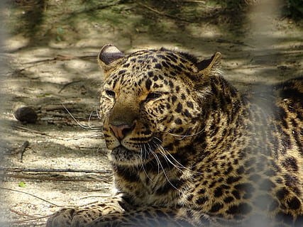 luipaard gespot, dier, dierlijke thema's, grote kat, één dier, katachtig, zoogdier, dierenleven, dieren in het wild, kat, geen mensen, carnivora, luipaard, gewerveld, natuur, land-, dag, focus op de voorgrond, dierlijke markeringen, detailopname, ontspanning, buitenshuis, snorhaar, ongetemde kat, dierenkop, 5K, CC0, publiek domein, royaltyvrij