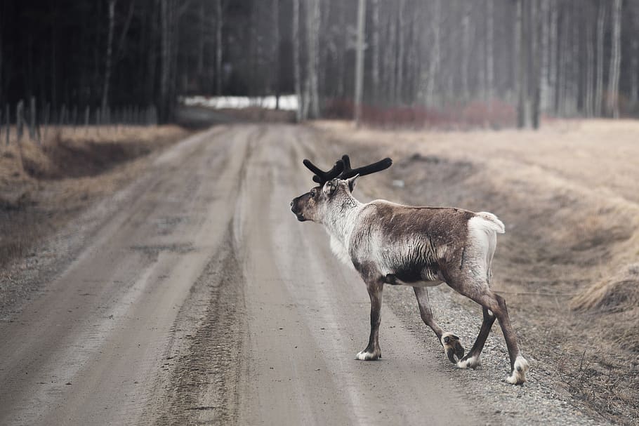 vida salvatge, animal, antílop, mamífer, umgransele, suècia, cérvol, elk, västerbotten, sami, sapmi, lycksele, rens, lapland, Suècia del nord, sòl, cabra, impala, asfalt, temes d'animals, un animal, vertebrats, fauna animal, animals domèstics, arbre, terra, carretera, dia, naturalesa, animals a la natura, longitud completa, de peu, planta, herbívors, cap gent, transport, nacional, a l'aire lliure, 2K