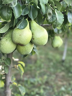 pears, pear, tree, growth, fruit, food and drink, healthy eating, food, green color, plant, leaf, plant part, freshness, wellbeing, close-up, no people, day, focus on foreground, nature, beauty in nature, outdoors, agriculture, ripe, 4K, CC0, public domain, royalty free