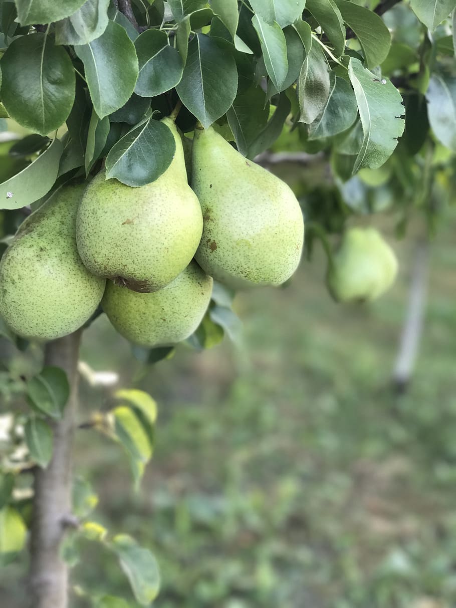 peres, pera, arbre, creixement, fruita, menjar i beguda, alimentació saludable, menjar, color verd, planta, full, part de la planta, frescor, benestar, primer pla, cap gent, dia, centrar-se en primer pla, naturalesa, bellesa a la natura, a l'aire lliure, agricultura, madur, 4K
