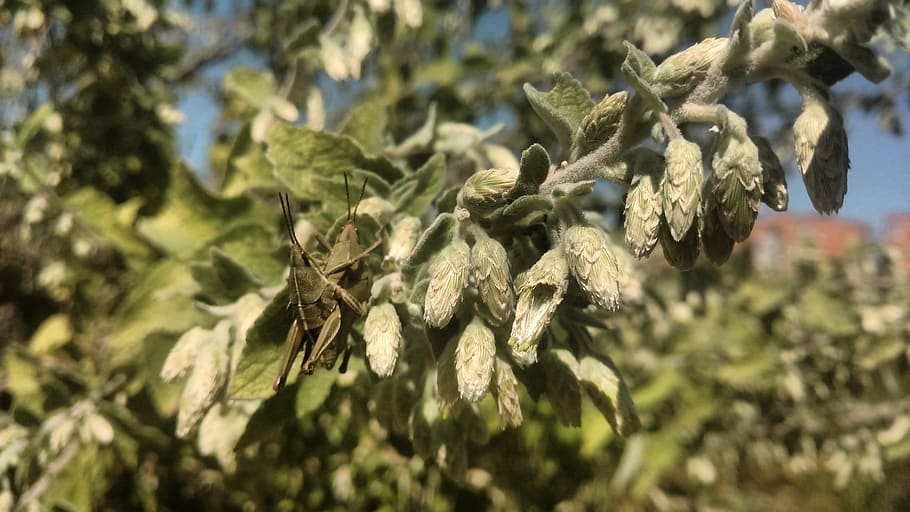 chapulines, aparellament, parella, planta, primer pla, creixement, full, naturalesa, part de la planta, cap gent, centrar-se en primer pla, dia, menjar i beguda, color verd, menjar, enfocament selectiu, bellesa a la natura, a l'aire lliure, marihuana - cannabis a base d'herbes, salut i medicina, frescor, sec, llum solar, herba, 5K