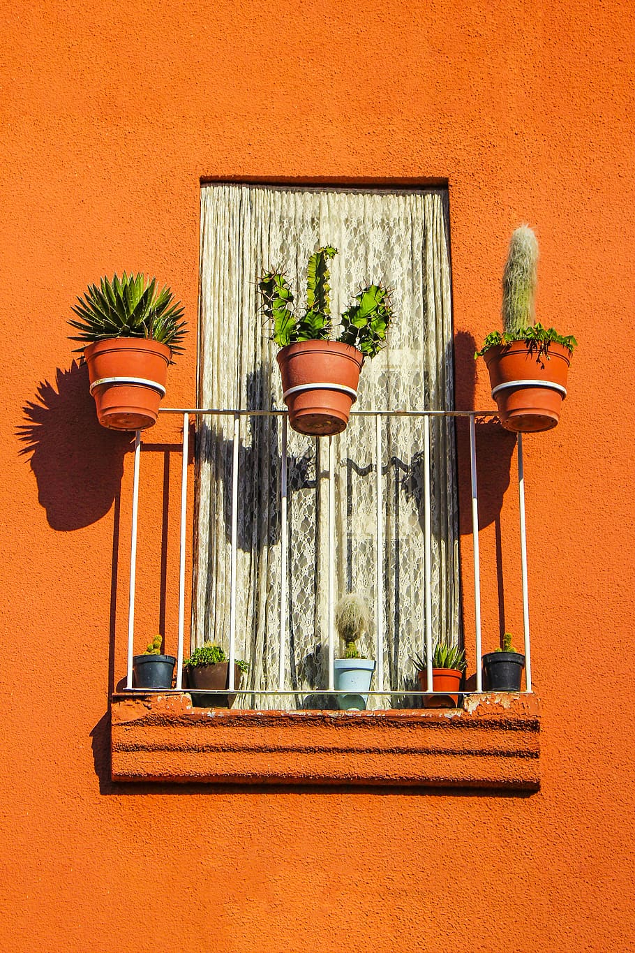tre cactus, vaso, ceramica, pianta in vaso, pianta, piantatore, pentola, mattone, erbe aromatiche, finestra, tenda, balcone, ruggine, mobilia, Home decor, otturatore, ringhiera, parete, lattina, annaffiatoio, nessuno, caratteristica della parete, natura, crescita, colore arancione, in casa, architettura, struttura costruita, giorno, vetro - materiale, legno - materiale, trasparente, decorazione, Marrone, tavolo, vaso di fiori, pianta della casa, sfondo arancione, 5K