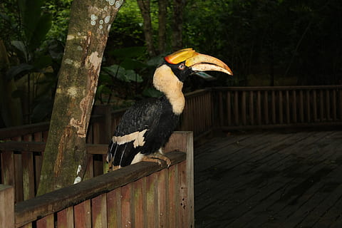 arara, vista lateral, pássaro, animais selvagens, um animal, vertebrado, animais em estado selvagem, Calau, árvore, empoleirar, madeira - material, bico, ninguém, plantar, natureza, dia, corrimão, ao ar livre, ramo, Vista de perfil, Águia, 4K, CC0, domínio público, royalty free