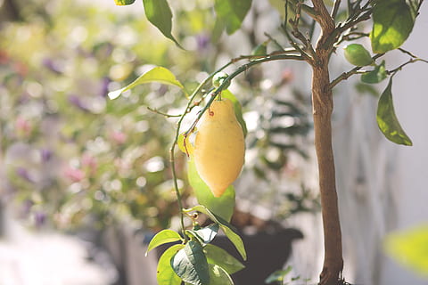 Zitronen, Sommer-, Zitronenbaum, Pflanze, gesundes Essen, Obst, Wachstum, Frische, Baum, Essen und Trinken, Lebensmittel, Blatt, Pflanzenteil, Fokus auf den Vordergrund, Nahansicht, keine Leute, Natur, Wohlbefinden, Tag, Ast, Schönheit in der Natur, Obstbaum, hängend, draußen, reif, 5K, CC0, gemeinfrei, lizenzfrei