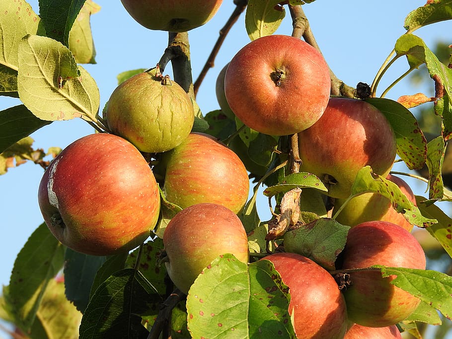 Apfel, Apfelbaum, Obst, gesundes Essen, Essen und Trinken, Lebensmittel, Blatt, Pflanzenteil, Frische, Wachstum, Obstbaum, Pflanze, Apfel - Frucht, Baum, Natur, Nahansicht, Wohlbefinden, keine Leute, Tag, Flachwinkelansicht, Landwirtschaft, draußen, reif, 4K
