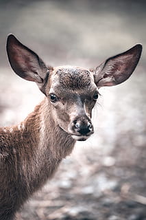 cervo marrone, cervo, natura, mammifero, animale, animale domestico, cane, canino, foresta fitta, foresta, carina, alce, antilope, gazzella, capra, capra di montagna, campanaccio, cibo, mangiare, un animale, ritratto, guardando la fotocamera, fauna selvatica, animali allo stato selvatico, concentrarsi sulle conoscenze acquisite, vertebrato, nessuno, animali domestici, giorno, avvicinamento, Marrone, parte del corpo animale, erbivoro, all'aperto, 5K, CC0, dominio pubblico, privo di copyright