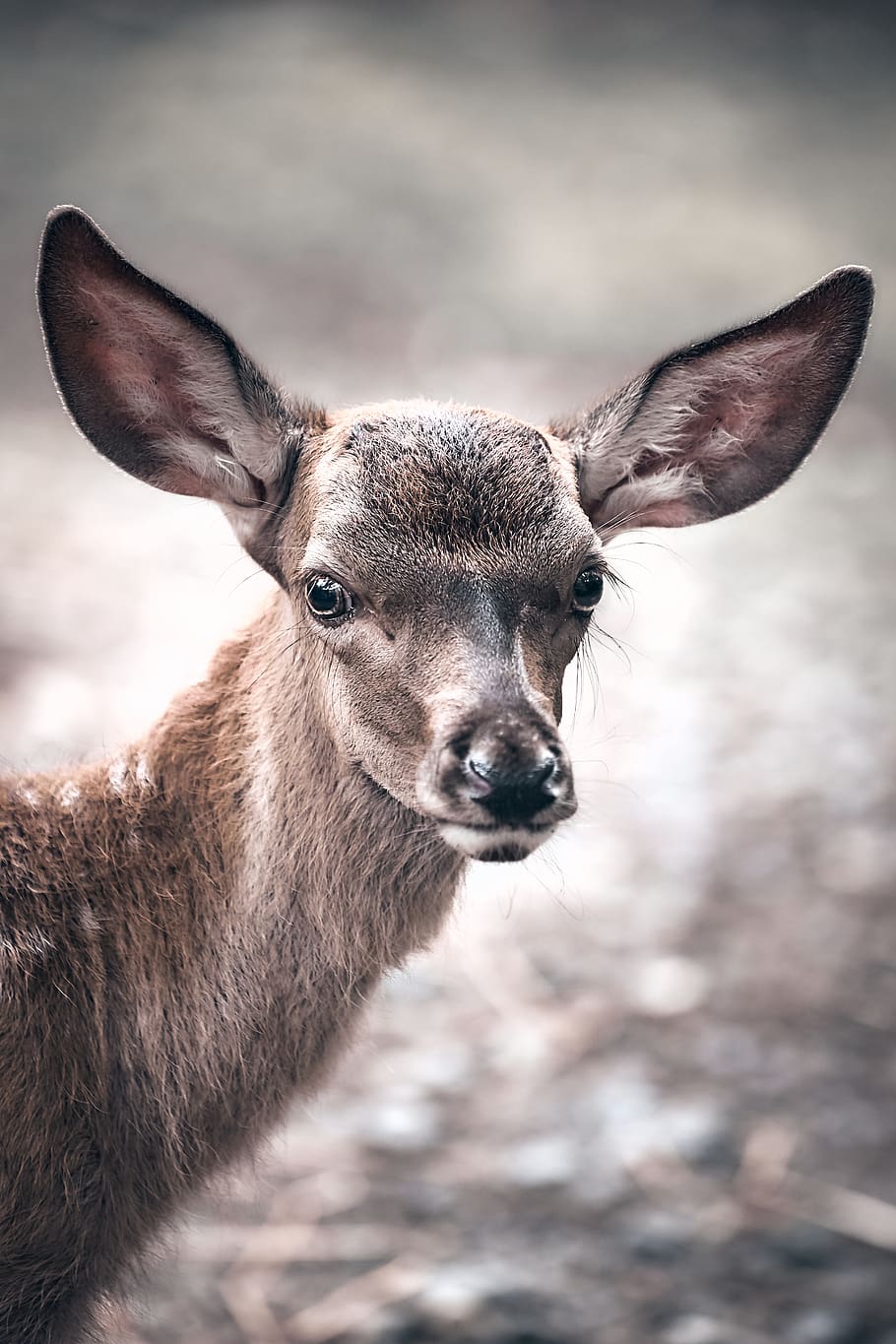 cervo marrone, cervo, natura, mammifero, animale, animale domestico, cane, canino, foresta fitta, foresta, carina, alce, antilope, gazzella, capra, capra di montagna, campanaccio, cibo, mangiare, un animale, ritratto, guardando la fotocamera, fauna selvatica, animali allo stato selvatico, concentrarsi sulle conoscenze acquisite, vertebrato, nessuno, animali domestici, giorno, avvicinamento, Marrone, parte del corpo animale, erbivoro, all'aperto, 5K