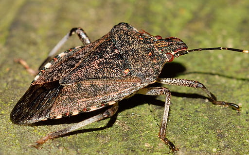 hemiptera, insetti, insetto, temi animali, animale, un animale, fauna selvatica, animali allo stato selvatico, avvicinamento, natura, nessuno, giorno, invertebrato, lunghezza intera, all'aperto, concentrarsi sulle conoscenze acquisite, pianta, colore verde, parte del corpo animale, zoologia, parte vegetale, foglia, 1080P, CC0, dominio pubblico, privo di copyright