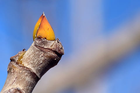 Motor, Ast, Frühling, Feigenbaum, Feige, Mittelmeer, Erwachen, Pflanze, Vegetation, Neu, jung, zärtlich, Nahansicht, Natur, junge fuhr, Fokus auf den Vordergrund, Tag, keine Leute, Tierwelt, draußen, Tiere in freier Wildbahn, Blau, Baum, ein Tier, Tier, Tierthemen, Schönheit in der Natur, Gelb, gesundes Essen, Himmel, Obst, selektiver Fokus, 5K, CC0, gemeinfrei, lizenzfrei