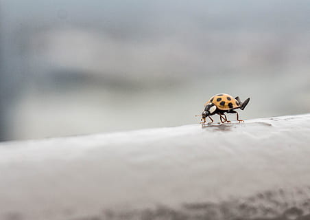 insekt, bug, dame, vinger, dyre temaer, ett dyr, dyr, dyreliv, dyr i naturen, virvelløse, selektiv fokusering, ingen folk, dag, natur, utendørs, kaldtemperatur, snø, vinter, nærbilde, pattedyr, liten, bille, 2K, CC0, offentlig domene, opphavsrett gratis