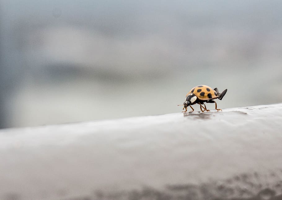 insecte, error, senyora, ales, temes d'animals, un animal, animal, fauna animal, animals a la natura, invertebrat, enfocament selectiu, cap gent, dia, naturalesa, a l'aire lliure, temperatura de fred, neu, hivern, primer pla, mamífer, petit, escarabat, 2K