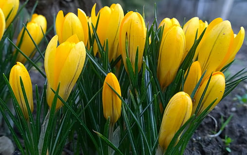 primavera, croco, fiore, giallo, pianta fiorita, pianta, freschezza, crescita, fragilità, vulnerabilità, avvicinamento, bellezza nella natura, testa di fiore, petalo, infiorescenza, natura, giorno, fiorire, nessuno, tulipano, all'aperto, iris, letto di fiori, 2K, CC0, dominio pubblico, privo di copyright