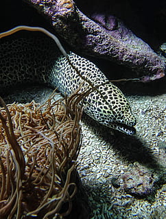 fish, moray, algae, no people, animal, close-up, animals in the wild, animal wildlife, indoors, still life, vertebrate, pattern, animal themes, reptile, high angle view, nature, textile, day, one animal, underwater, sea, undersea, marine, fishing industry, 2K, CC0, public domain, royalty free