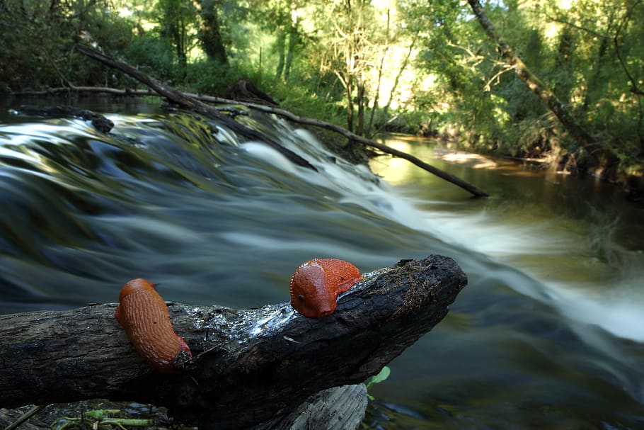riu, slug, taronja, aigua, arbre, planta, naturalesa, dia, bosc, rock, cap gent, sòlid, rock - object, bellesa a la natura, terra, llac, centrar-se en primer pla, creixement, a l'aire lliure, escenics - natura, aigua que flueix, primer pla, que flueix, 4K