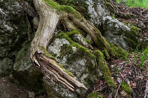 rot, skog, natur, trerot, mose, trær, anlegg, stein, tre, rock-objekt, fast, ingen folk, vekst, skjønnhet i naturen, dag, ro, strukturert, bergformasjon, ujevn, land, trestamme, stamme, utendørs, naturskjønnhet - natur, bark, dannelse, 4K, CC0, offentlig domene, opphavsrett gratis