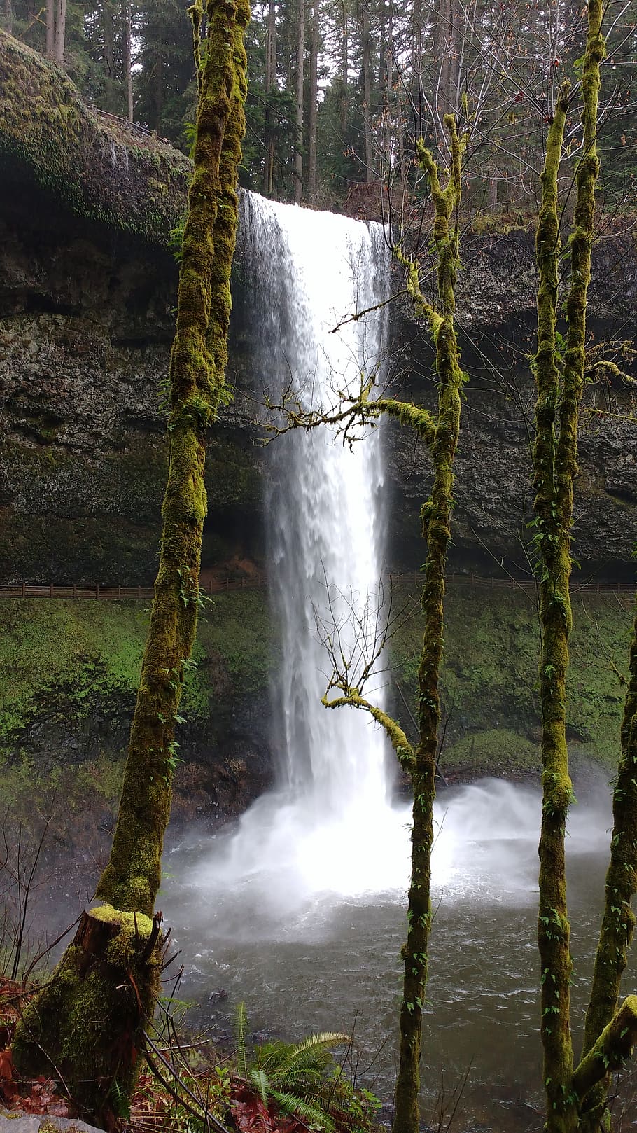 vandfald, Oregon, skønhed i naturen, scenics - natur, Skov, lang eksponering, træ, natur, flydende vand, vand, plante, bevægelse, jord, miljø, ingen mennesker, ikke-urbane scene, dag, rolig scene, ro, udendørs, magt i naturen, flyder, regnskov, faldende vand, 4K