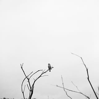 gray, bird, tree, animal, flying, accipiter, eagle, silhouette, wren, nature, fog, crow, hawk, bee eater, bald eagle, owl, anthus, buzzard, parrot, cockatoo, vulture, cardinal, animals in the wild, vertebrate, animal wildlife, animal themes, one animal, sky, branch, bare tree, perching, no people, plant, day, low angle view, copy space, beauty in nature, outdoors, 4K, CC0, public domain, royalty free