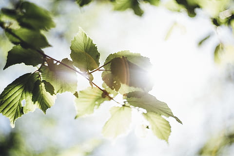 drzewo o zielonych liściach, światło, roślina, żyły, migotać, liść, Natura, światło słoneczne, sceneria, kwitnąć, kwiat, wspaniały, swirly, zwiędły, blask koloru, dziki, ziemia, spłukać, makro, ciepły, część rośliny, wzrost, dzień, drzewo, niski kąt widzenia, piękno natury, selektywne skupienie, zbliżenie, żadnych ludzi, Oddział, niebo, na dworze, świeżość, biały kolor, kruchość, wiosna, 5K, CC0, domena publiczna, darmowe zdjęcia
