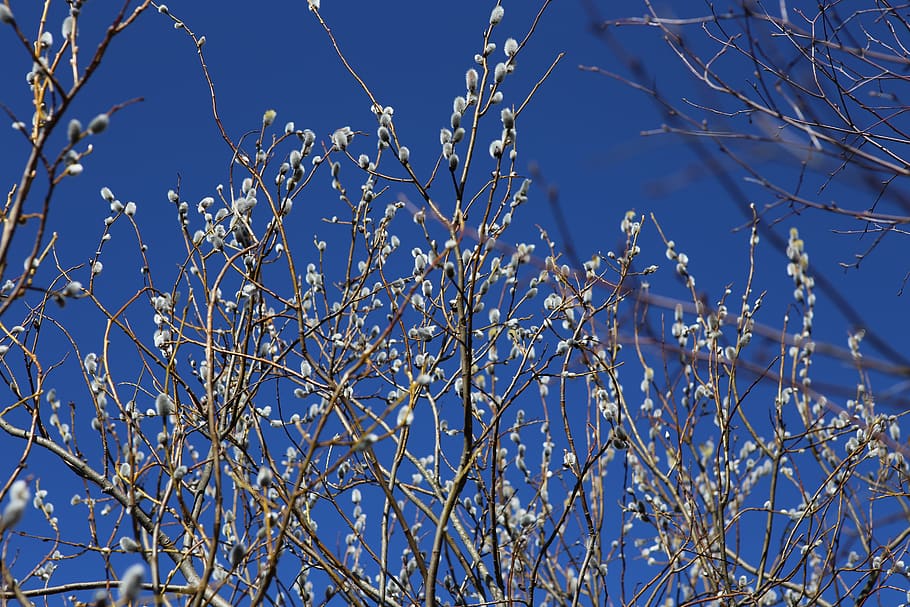 pajunk, primavera, salze, Pasqua, naturalesa, planta, vista d’angle baix, cel, branca, arbre, bellesa a la natura, blau, cap gent, dia, cel clar, creixement, arbre nu, hivern, primer pla, a l'aire lliure, llum solar, temperatura de fred, tranquil·litat, centrar-se en primer pla, 5K