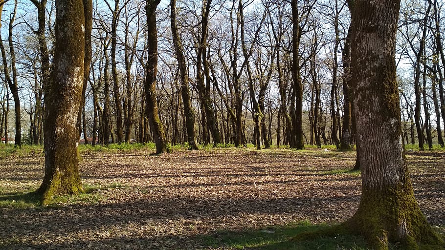 roures, primavera, bosc de foloi, hellas, arbre, planta, tronc, tronc de l'arbre, terra, tranquil·litat, bosc, creixement, escena tranquil·la, naturalesa, bellesa a la natura, dia, cap gent, paisatge, escenics - natura, camp, escena no urbana, medi ambient, a l'aire lliure, treelined, 4K